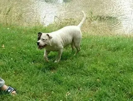 Staffordshire Bull Terrier  B Du Monde De Cali