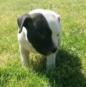 Staffordshire Bull Terrier  B Du Monde De Cali photo 2