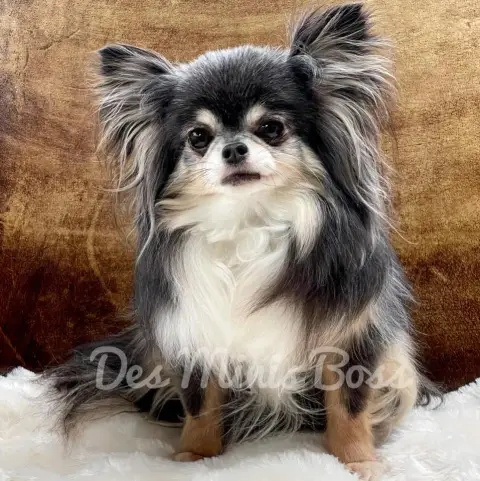 Chihuahua  Mâle Fauve Caramel Flamme Blanche Des Mini 0b2c3