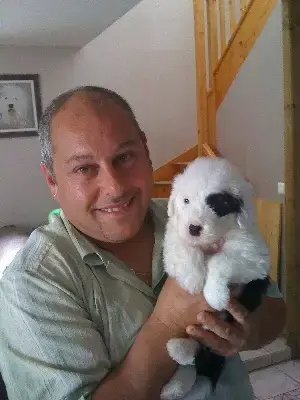 Bobtail  Chiot 4 Lords Of Cuzay