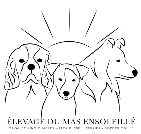 Cavalier King Charles Spaniel  Chiot N°1 Du Mas Ensol 0c408