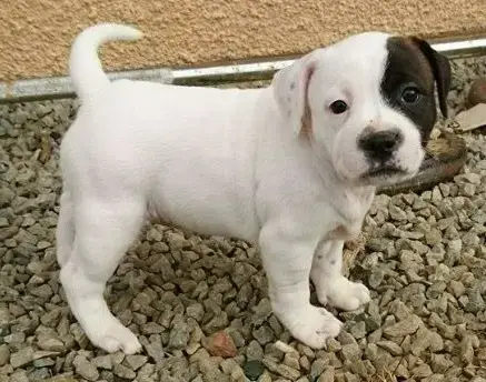Staffordshire Bull Terrier  Chiot N°3 Du Monde De Cal 0c954 photo 3