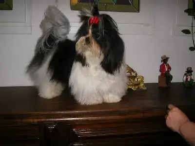 Shih Tzu  Chiot N°2 Du Domaine Des Varennes