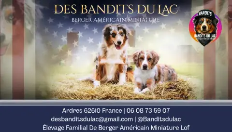 Berger Américain Miniature  Chiot 11 Turquoise Des Ba 0ea60