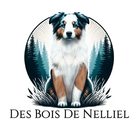 Berger Américain Miniature  Blues Des Bois De Nelliel 0eac6