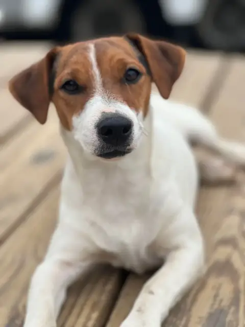 Jack Russell Terrier  Boheme Chic Des Niglots Du Gard 0f9ed