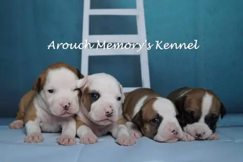 American Staffordshire Terrier