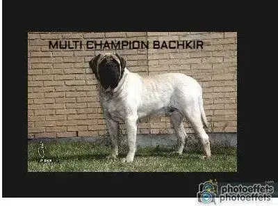Mastiff photo 2