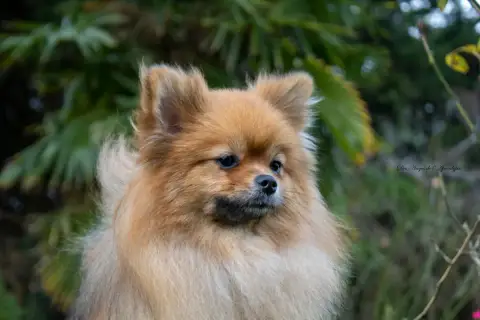 Spitz Allemand  B... Des Anges De L'Apocalypse