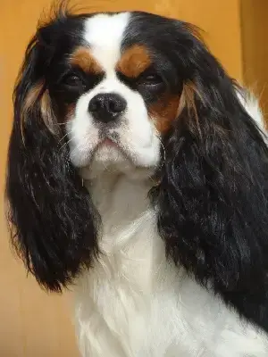 Cavalier King Charles Spaniel  Chiot N°2 Du Domaine D 1199a