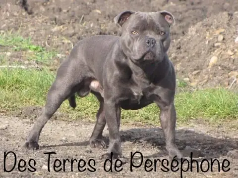 Staffordshire Bull Terrier  Mâle 1 Des Terres De Pers 11db2