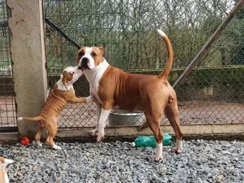 American Staffordshire Terrier  Chiot N°9 De La Vallé 12e72