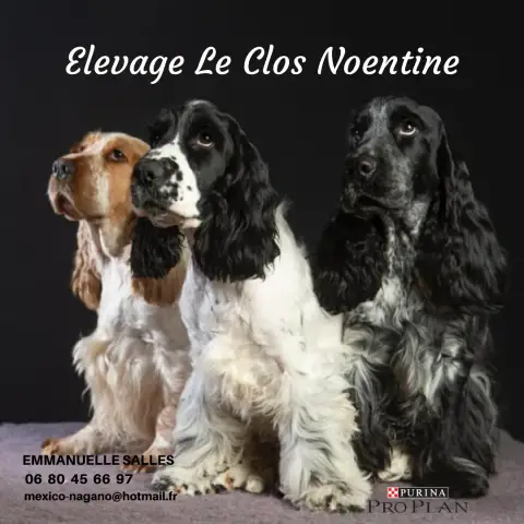 Cocker Spaniel Anglais  Ballerine Du Clos Noentine