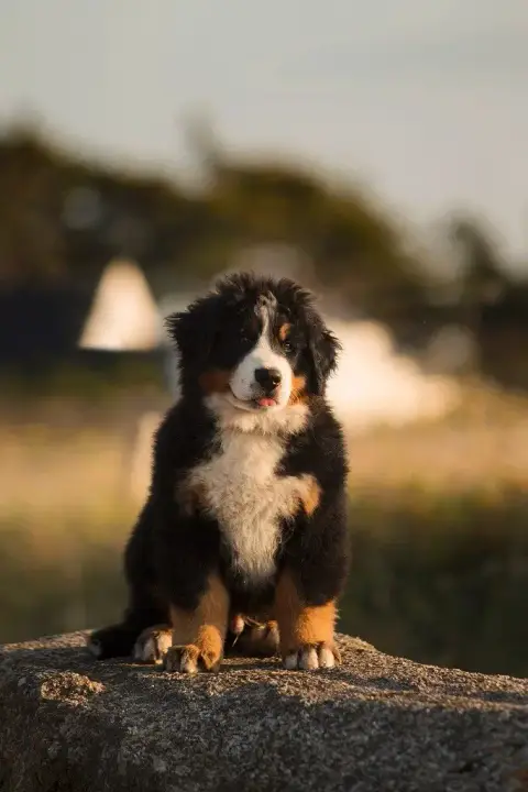 Bouvier Bernois  Chiot 8 Du Royaume Des Reves