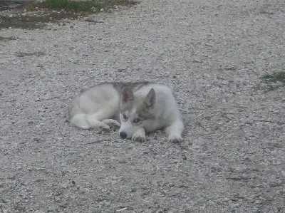 Siberian Husky  Black Baccara De Daybreak Northern