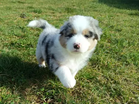 Berger Australien  Chiot N°7 Des Etoiles Alpines