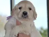 Portée Golden Retriever — Du Clos Des Facons
