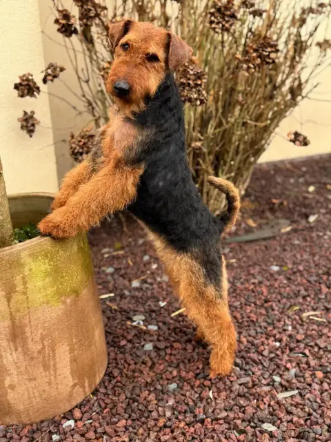 Adopter Portée Welsh Terrier — Welsh Attitude