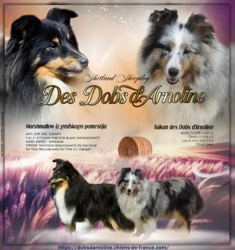 Portée Chien De Berger Des Shetland — Des Dobs D'Arnoline