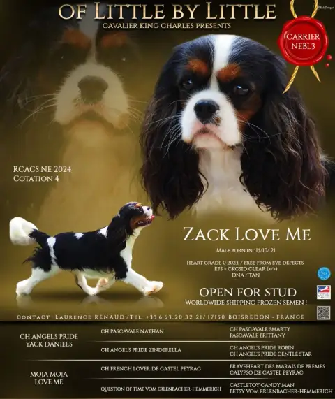 Cavalier King Charles Spaniel  A Lovely Boy Of Little 2996b photo 3