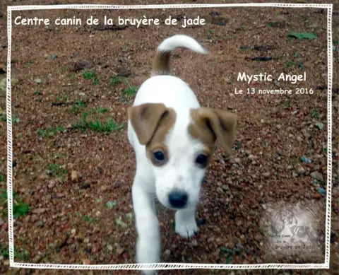 Jack Russell Terrier  Valkyrie De La Bruyère De Jade 29eb4