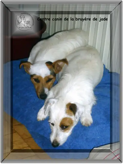 Jack Russell Terrier  Valkyrie De La Bruyère De Jade 29eb4 photo 3