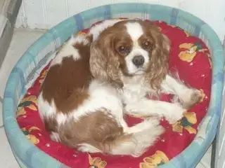 Cavalier King Charles Spaniel  B........ Du Millésime 20c2b