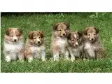 Portée Chien De Berger Des Shetland — Of Sweety Dolls photo 2