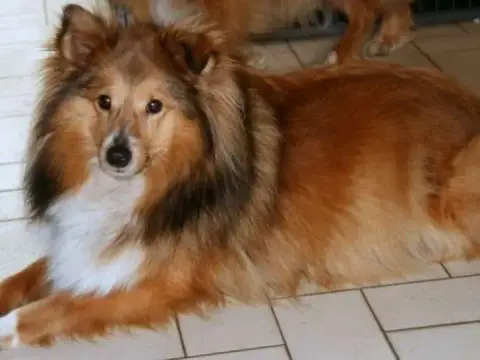 Portée Chien De Berger Des Shetland — Of Sweety Dolls photo 3