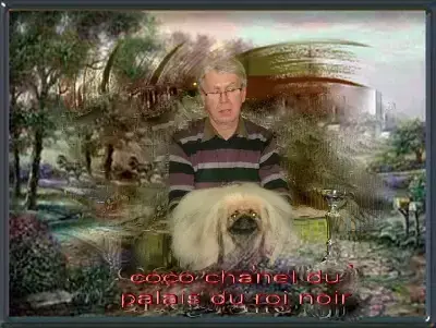 Portée Épagneul Breton — Du Caillou Blanc
