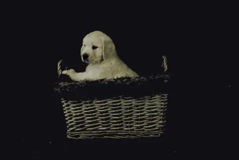 Portée Golden Retriever — De La Lagune De Montdesir