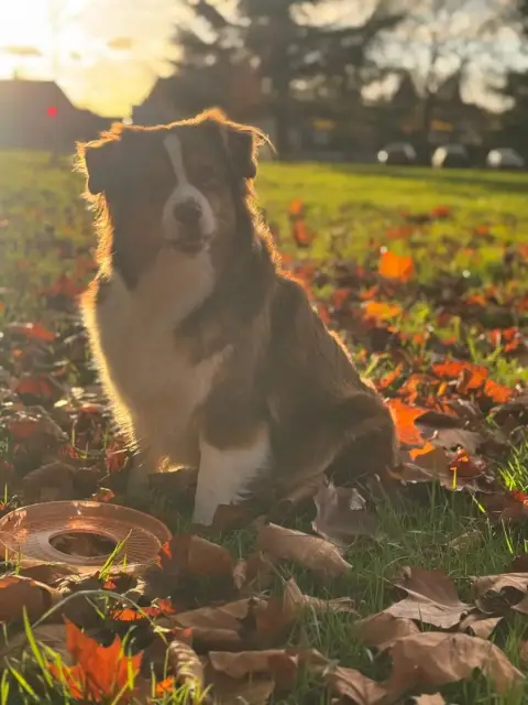 Berger Australien  Bloom Des Feuilles Du Vent D'Au