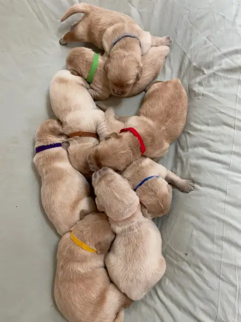 Portée Golden Retriever — Des Terres D'Heragon