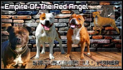 Staffordshire Bull Terrier  Chiot N°3 Empire Of The R 2e506