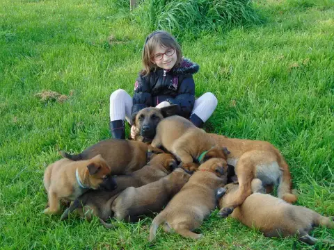 Berger Belge  Chiot N°9 Des Briseux