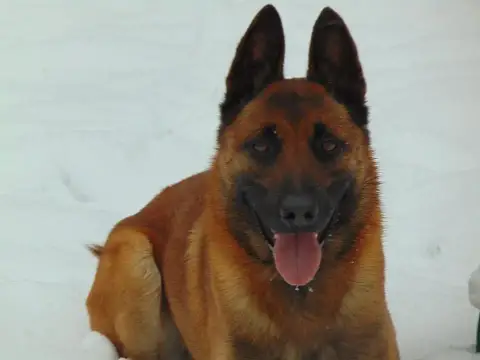 Berger Belge  Chiot N°9 Des Briseux photo 2