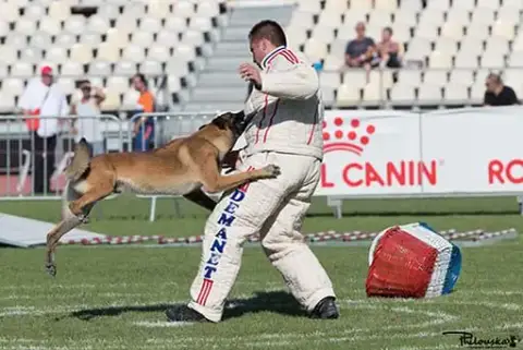 Berger Belge  Chiot N°9 Des Briseux photo 3