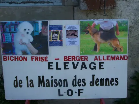Bichon Frise  Chiot N°6 De La Maison Des Jeunes