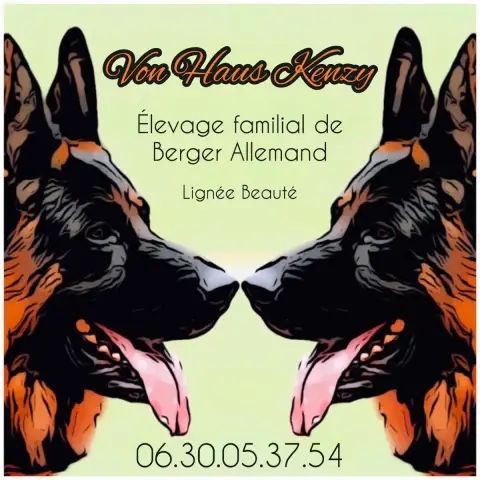 Berger Allemand  Chiot Mâle Poil Long Von Haus Kenzy 39a40