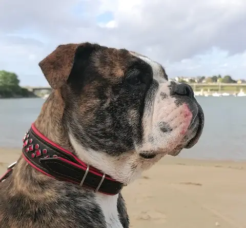 Bulldog Continental  Berny Family Contis