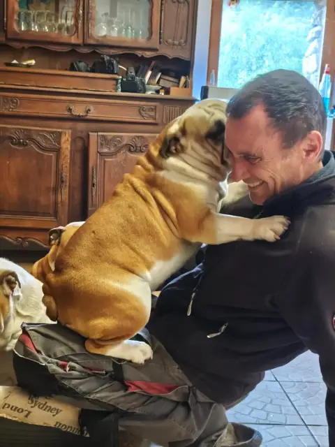 Bulldog Anglais  Bibendum De L'Oasis Des Lavagnes