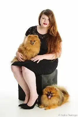 Spitz Allemand  Mâle Poméranien Nain Orange (Narcissa 3205e