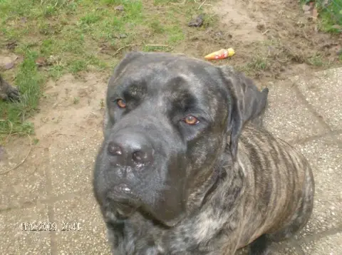 Mastiff  Fem Bringee Des Mastiffs D'Enfer
