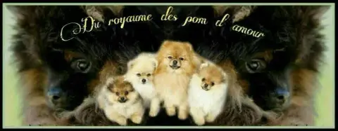 Spitz Allemand  Boston Du Royaume Des Pom D'Amour