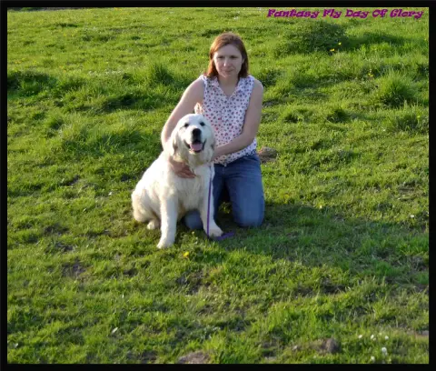 Golden Retriever  Mâle Collier Rose Du Domaine Charlé 3c47b