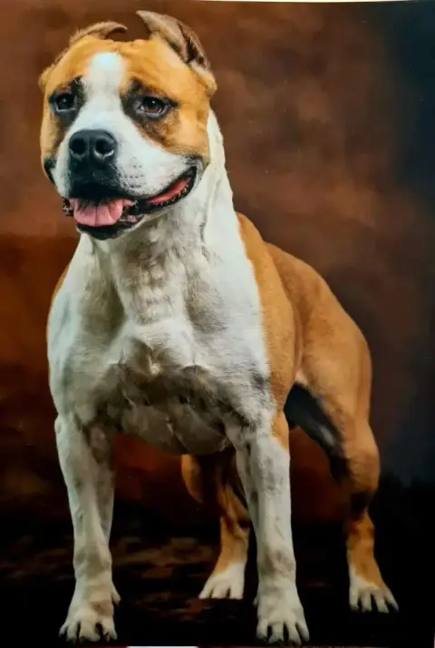 American Staffordshire Terrier  Male 1 Du Temple De G 3c974