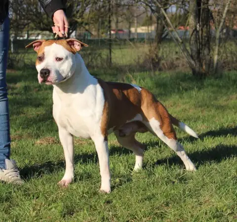 American Staffordshire Terrier photo 2