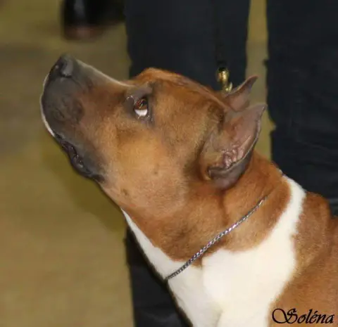 American Staffordshire Terrier photo 3
