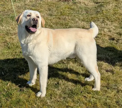 Labrador Retriever  Femelle Collier Orange Du Domaine 3d8c5