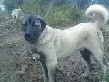 Portée Chien De Berger Kangal — De La Foret Des Quatre Seigneurs